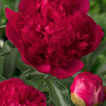 Paeonia 'Command Performance' - Garden Peony