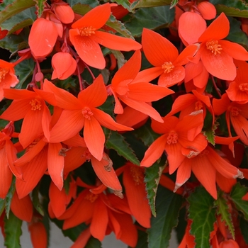 Begonia Waterfalls® 'Encanto Orange' - Begonia