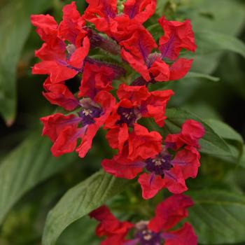 Cuphea procumbens - Sweet Talk™ Red