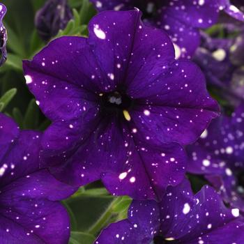 Petunia Headliner™ Violet Sky - Petunia 