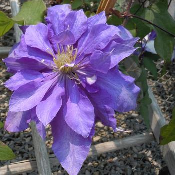 Clematis 'Daniel Deronda' - Clematis