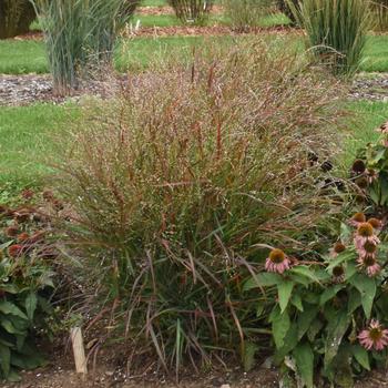 Panicum virgatum 'Red Flame' - Switch Grass