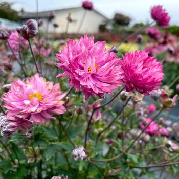 Anemone Puff® Pink - Windflower