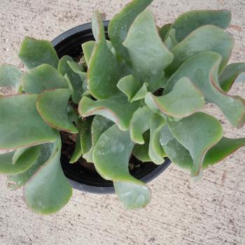 Crassula arborescens ssp. undulatifolia - Ripple Jade