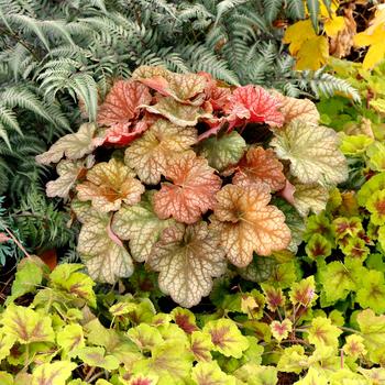 Heuchera 'Changeling' - Coral Bells