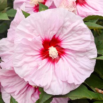 Hibiscus (Rose Mallow) - Summerific® 'All Eyes on Me'