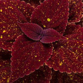 Coleus scutellarioides - Talavera™ Moondust