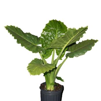 Alocasia hybrid - 'Emerald Isle™' Elephant Ear