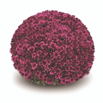 Chrysanthemum x morifolium (Garden Mum) - Belgian Mums® 'Arluno Purple'