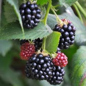 Rubus Bushel and Berry® 'Baby Cakes®' - Blackberry