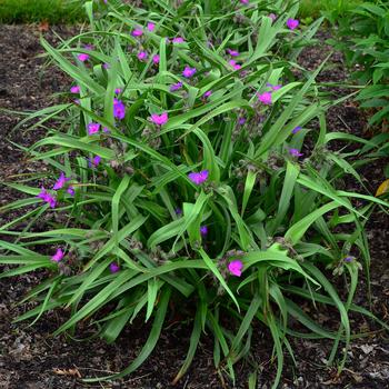 Tradescantia 'Tough Love' - Spiderwort 