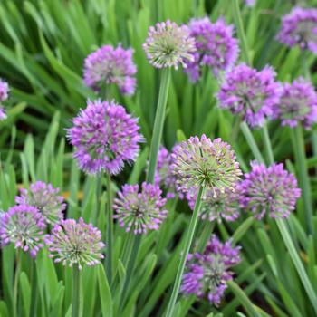Allium 'Lavender Bubbles' - Ornamental Onion