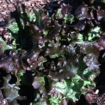 Lactuca sativa 'Red Sails' - Lettuce