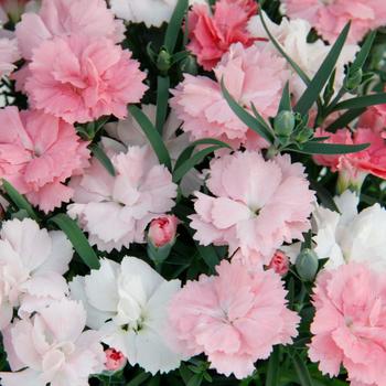 Dianthus Everlast™ Pink White - Border Carnation