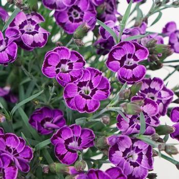 Dianthus Everlast™ Violet Blue - Border Carnation