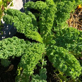 Brassica oleracea 'Prizm' - Kale