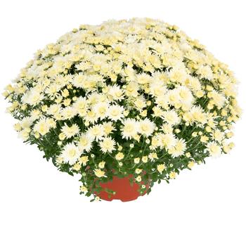 Chrysanthemum x morifolium - Norah™ White Garden Mum