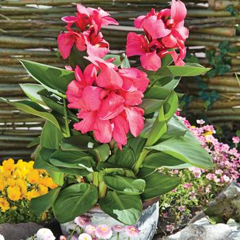 Canna - Cannova&reg; Dark Rose Bud