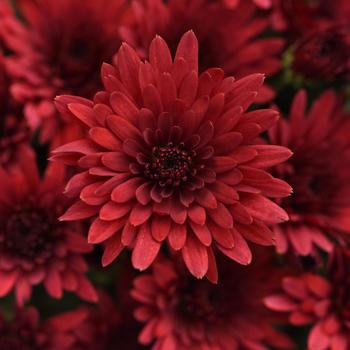 Chrysanthemum x morifolium - 'Cosmic Fireball Red' Garden Mum