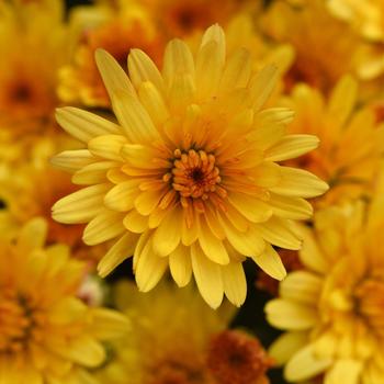 Chrysanthemum x morifolium - 'Cosmic Solar Yellow' Garden Mum