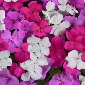 Impatiens walleriana - Beacon® 'Chicago Mix'