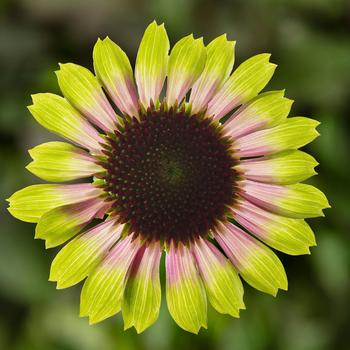 Echinacea purpurea Prairie Blaze™ Vintage Lime - Coneflower