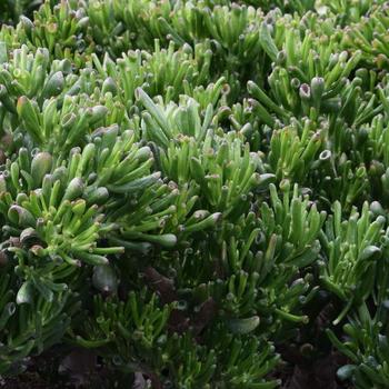 Crassula ovata - 'Hobbit' 