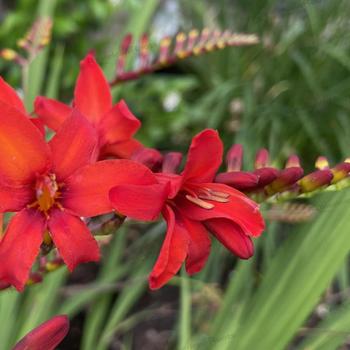 Crocosmia 'Diablito' - Montbretia