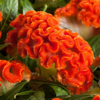Celosia - Twisted Dark Orange