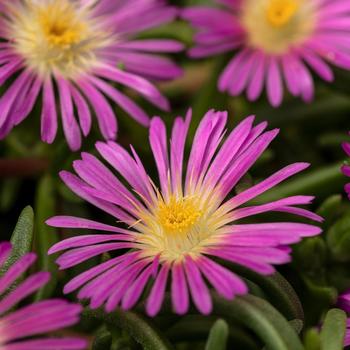 Delosperma cooperi Delmara&trade; Pink - Iceplant