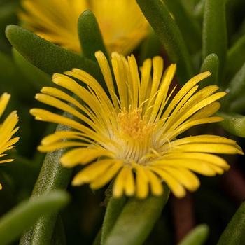 Delosperma cooperi Delmara&trade; Yellow - Iceplant