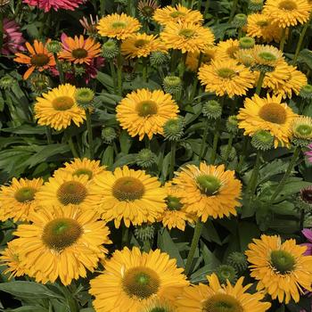 Echinacea 'SunSeekers Golden Sun' - Coneflower