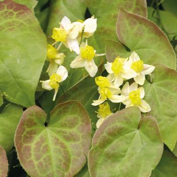 Epimedium x 'Sulphureum' - Barrenwort