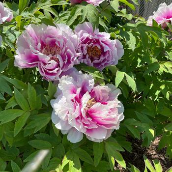 Paeonia suffruticosa 'Blue Sapphire' - Tree Peony