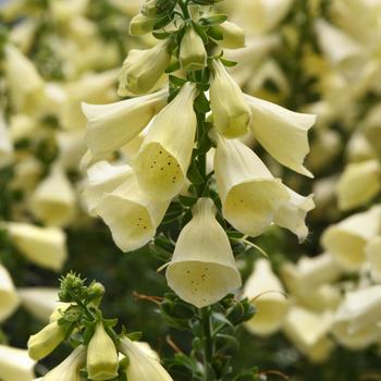 Digitalis Arctic Fox™ Lemon Cream - Foxglove