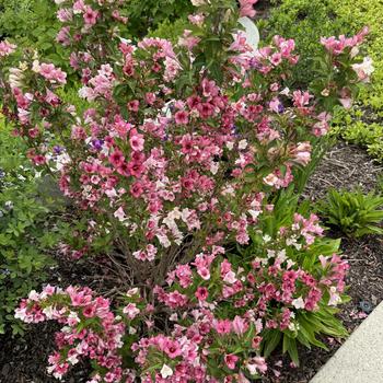 Weigela florida - Czechmark Trilogy®