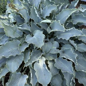 Hosta 'Tears in Heaven' - Plantain Lily