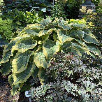 Hosta 'Drop-Dead Gorgeous' - Plantain Lily