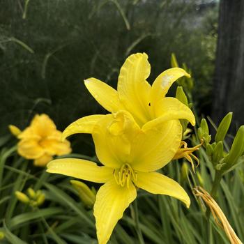 Hemerocallis 'Hyperion' - Daylily