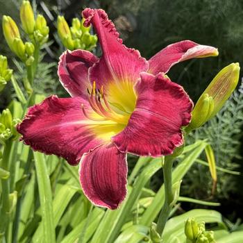 Hemerocallis (Daylily) - Rainbow Rhythm® 'Blood, Sweat and Tears'