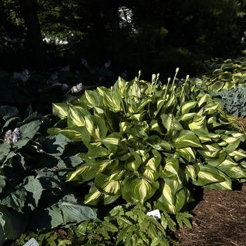 Hosta (Plantain Lily, Hosta) - Shadowland® 'Miss America'