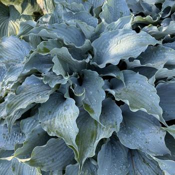 Hosta 'Dancing with Dragons' - Plantain Lily