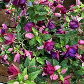 Fuchsia - Ballerina® 'Balance'