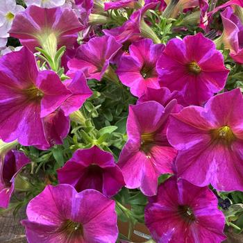 Petchoa (Petunia) - SuperCal® Premium 'Rose Star'