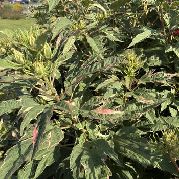 Hibiscus 'Summer Carnival' - Rose Mallow