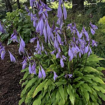 Hosta 'Party Streamers' - Plantain Lily