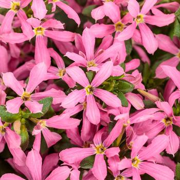 Scaevola (Fan Flower) - Stardiva™ Pink