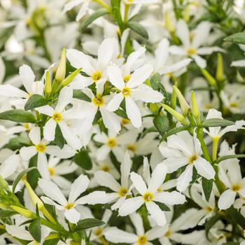 Scaevola (Fan Flower) - Stardiva™ White