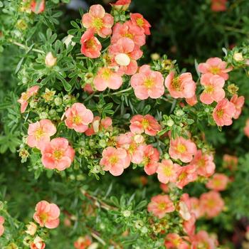 Potentilla fruticosa - Happy Face®