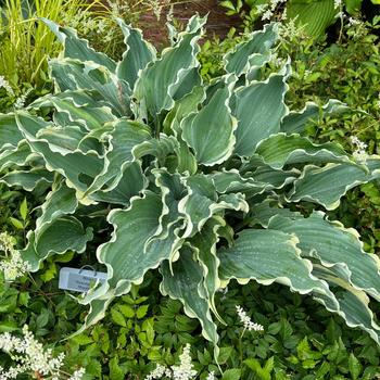 Hosta 'Dancing in the Moonlight' - Plantain Lily